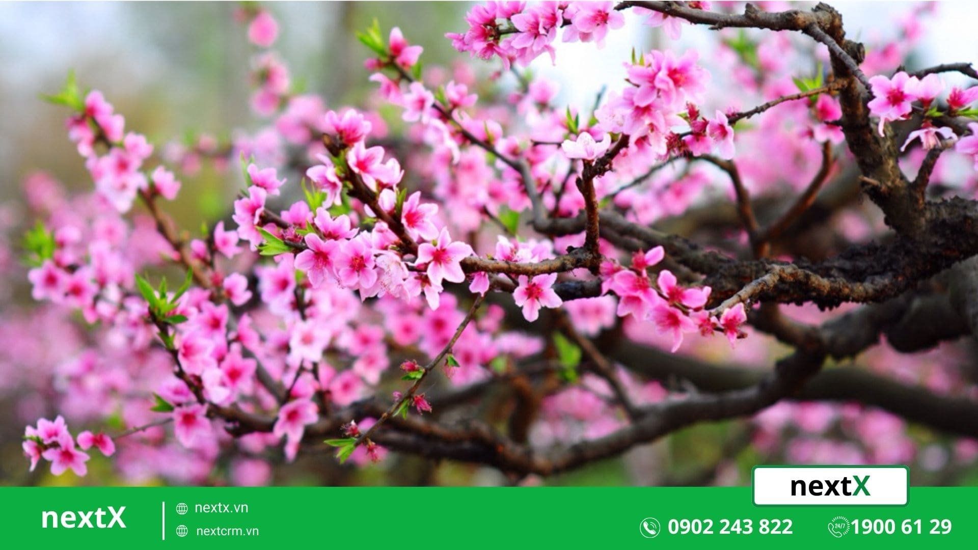 cây cảnh ngày tết