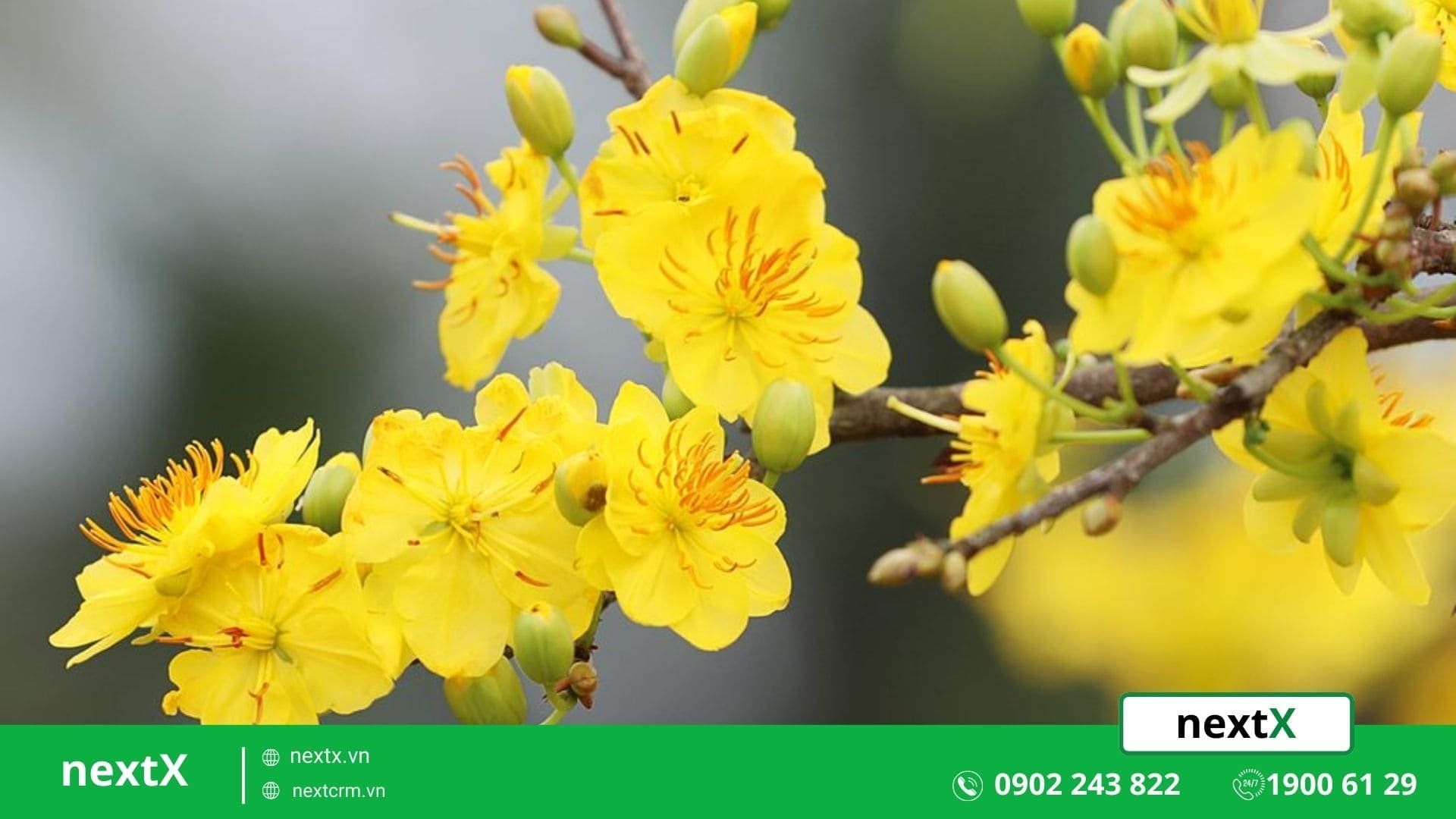 cây cảnh ngày tết